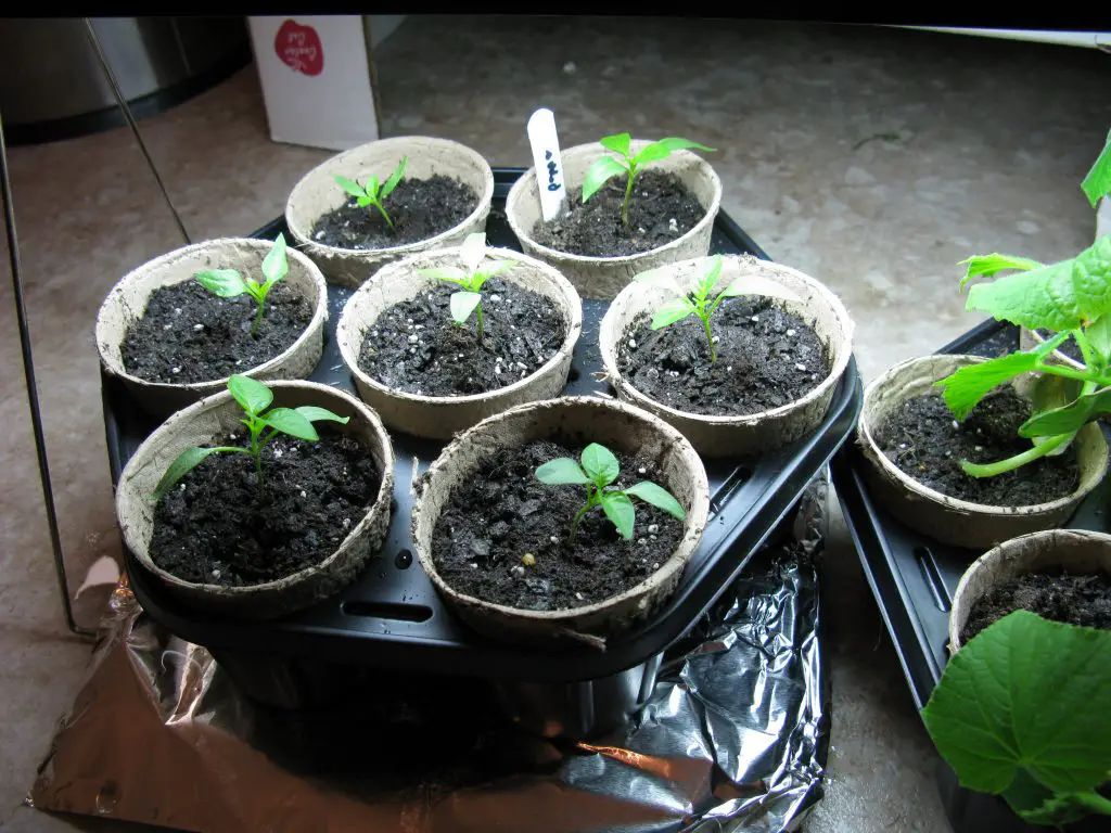 seeds in containers