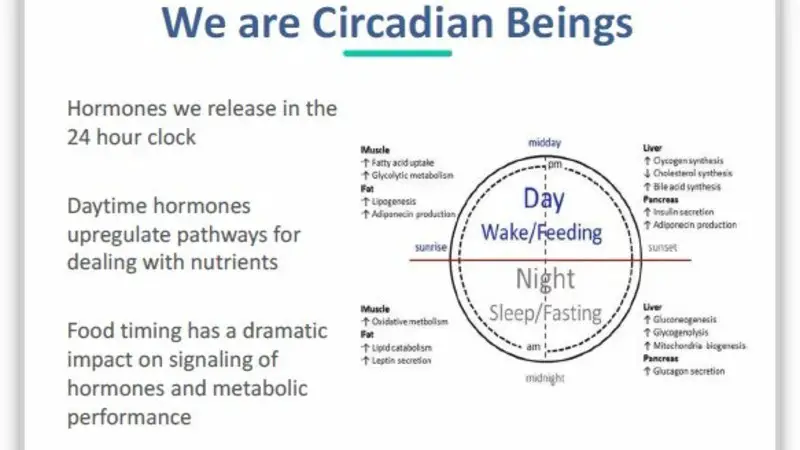 circadian night & day