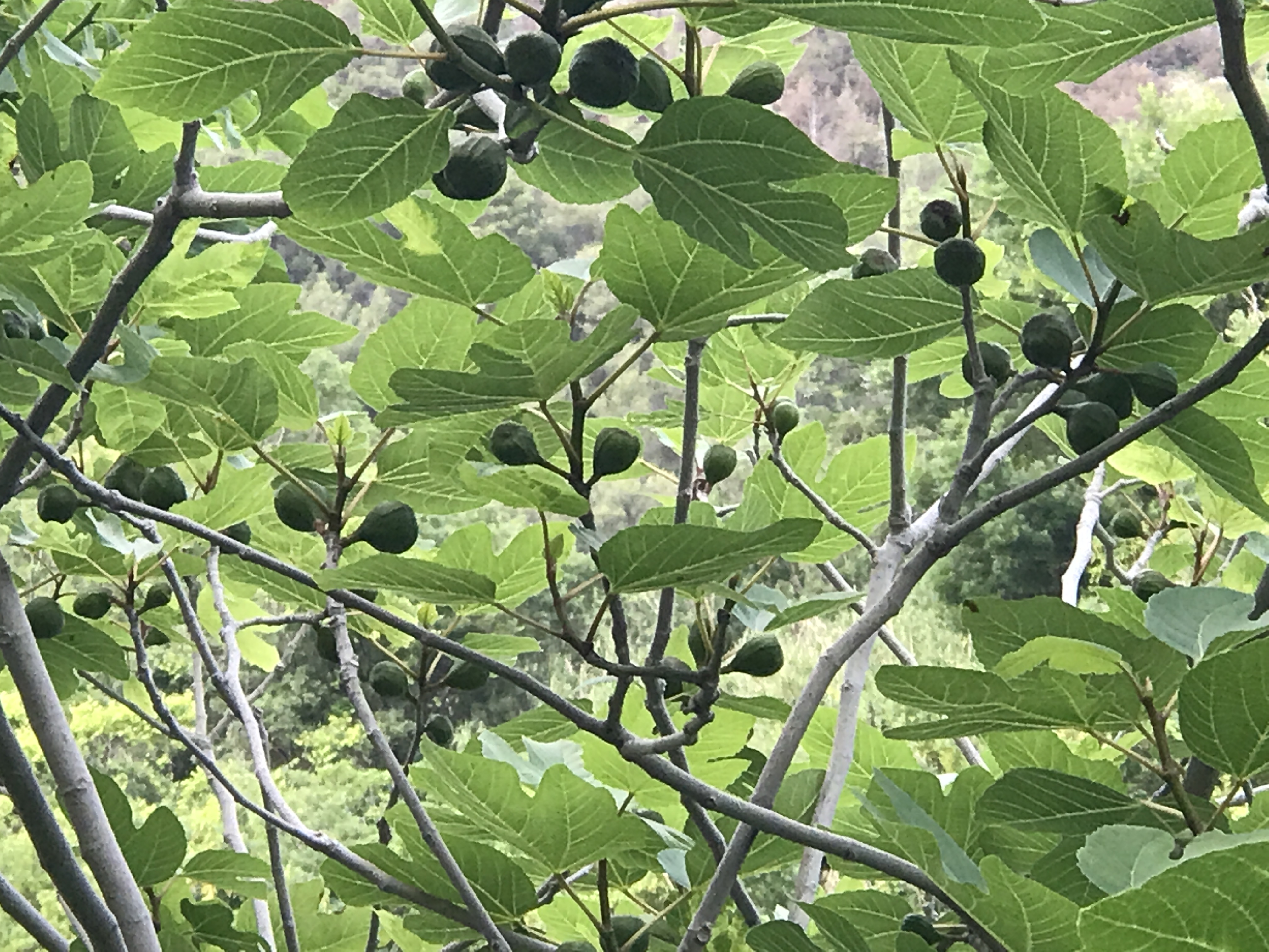 fig trees in Krka National Park