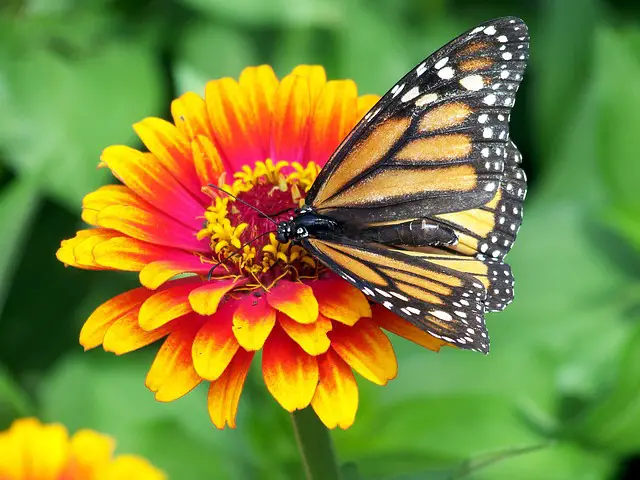 flower with butterfly