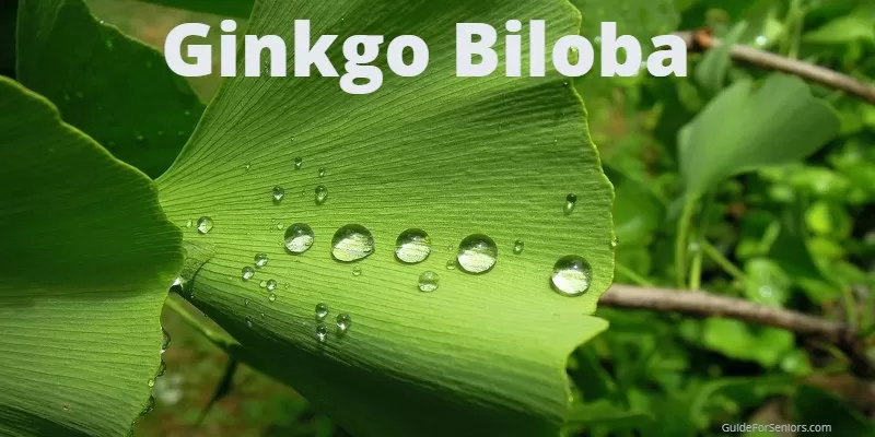 12 Proven Benefits of Ginkgo Biloba