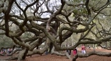 see angel-oak when you visit charleston