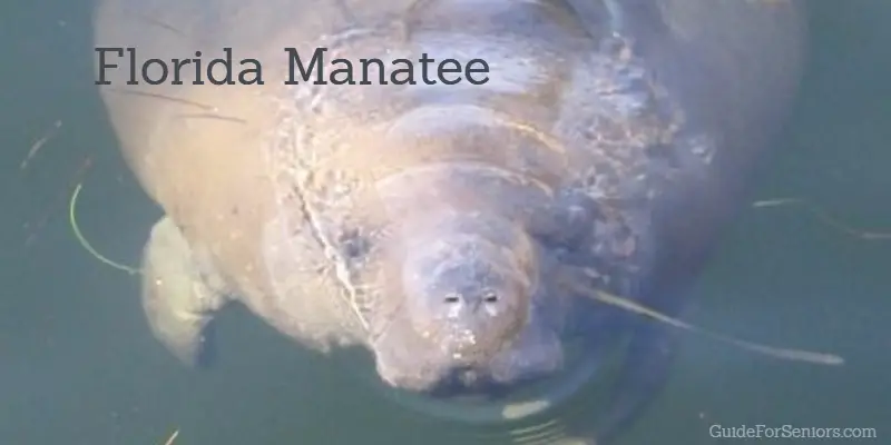 Adventurous Swim With the Florida Manatee