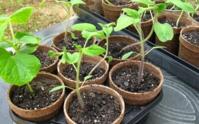 Plant Spring Seeds – An Invigorating Experience