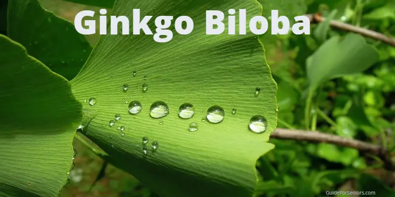 image of gingko biloba leaves