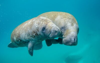 Unforgettable: Kings Bay, Florida and the Manatee